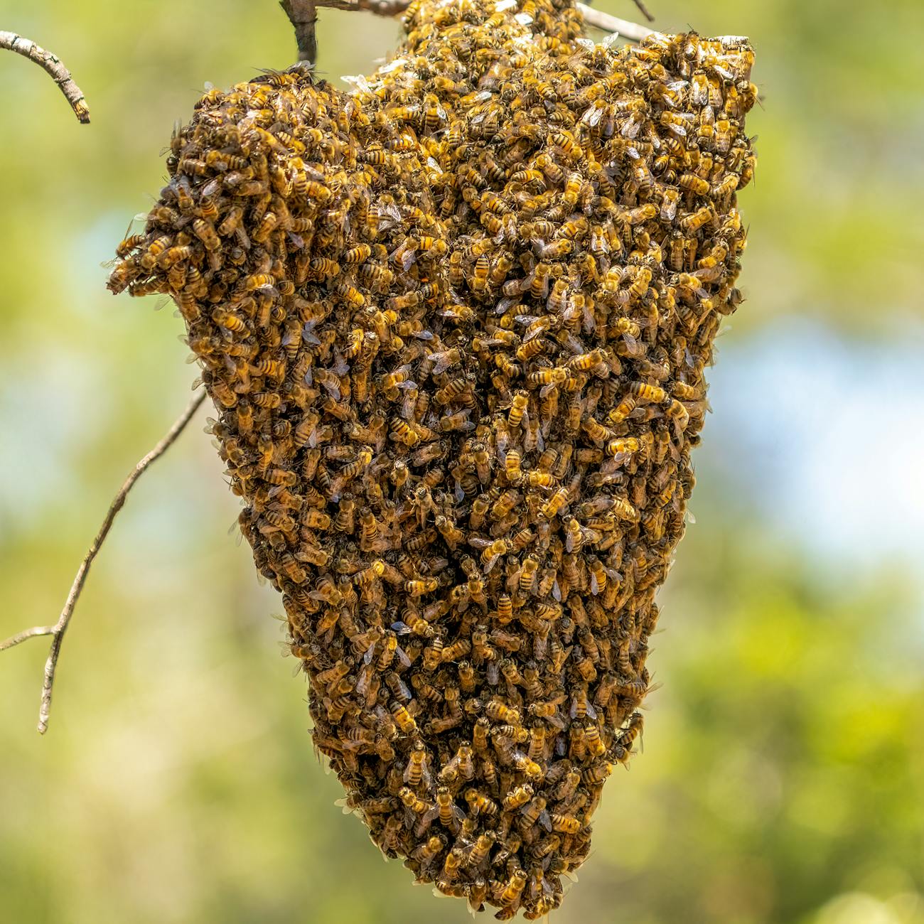 a photo of a hanging beehive