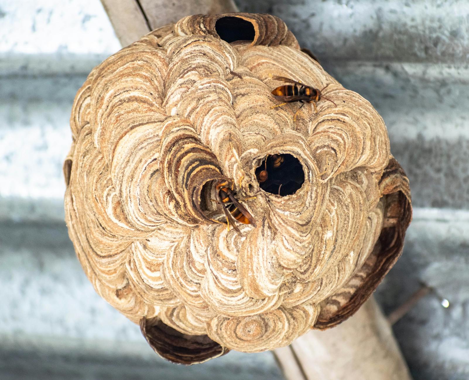 a close up shot of a hornet s nest