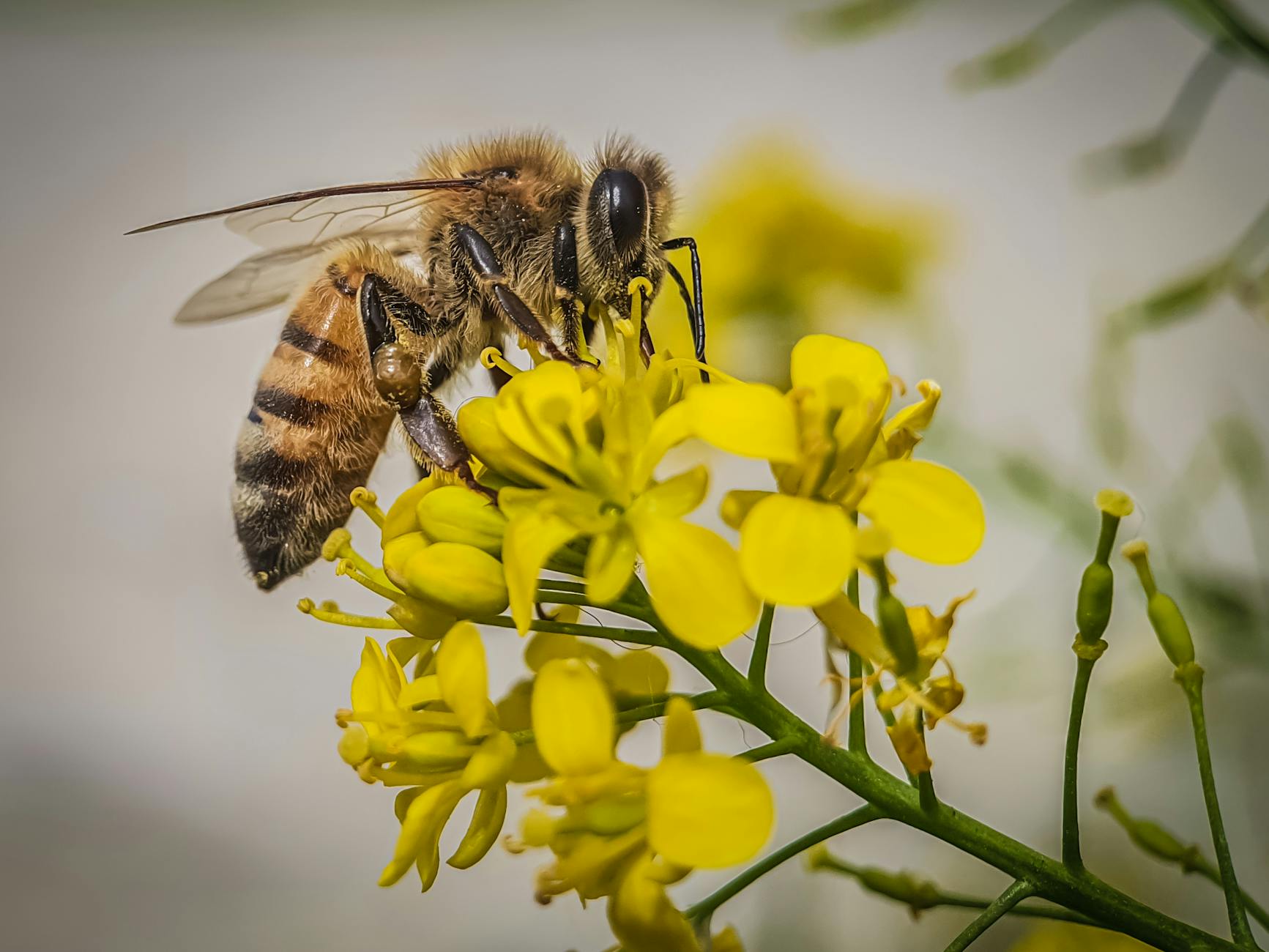 western honey bee perched on yellow flower