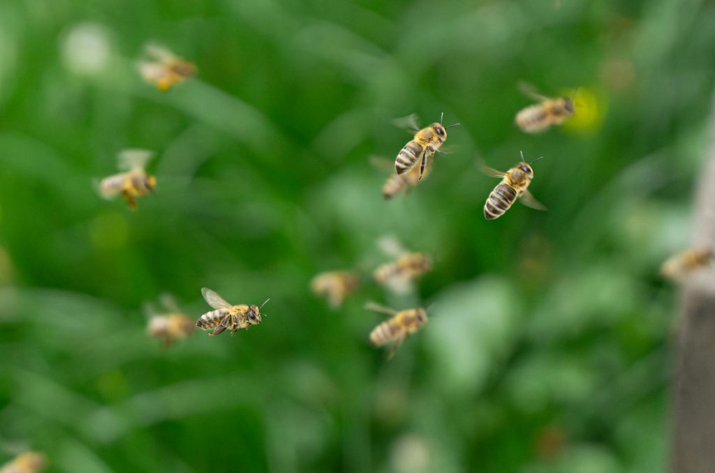 swarm of bees in flight over greenery