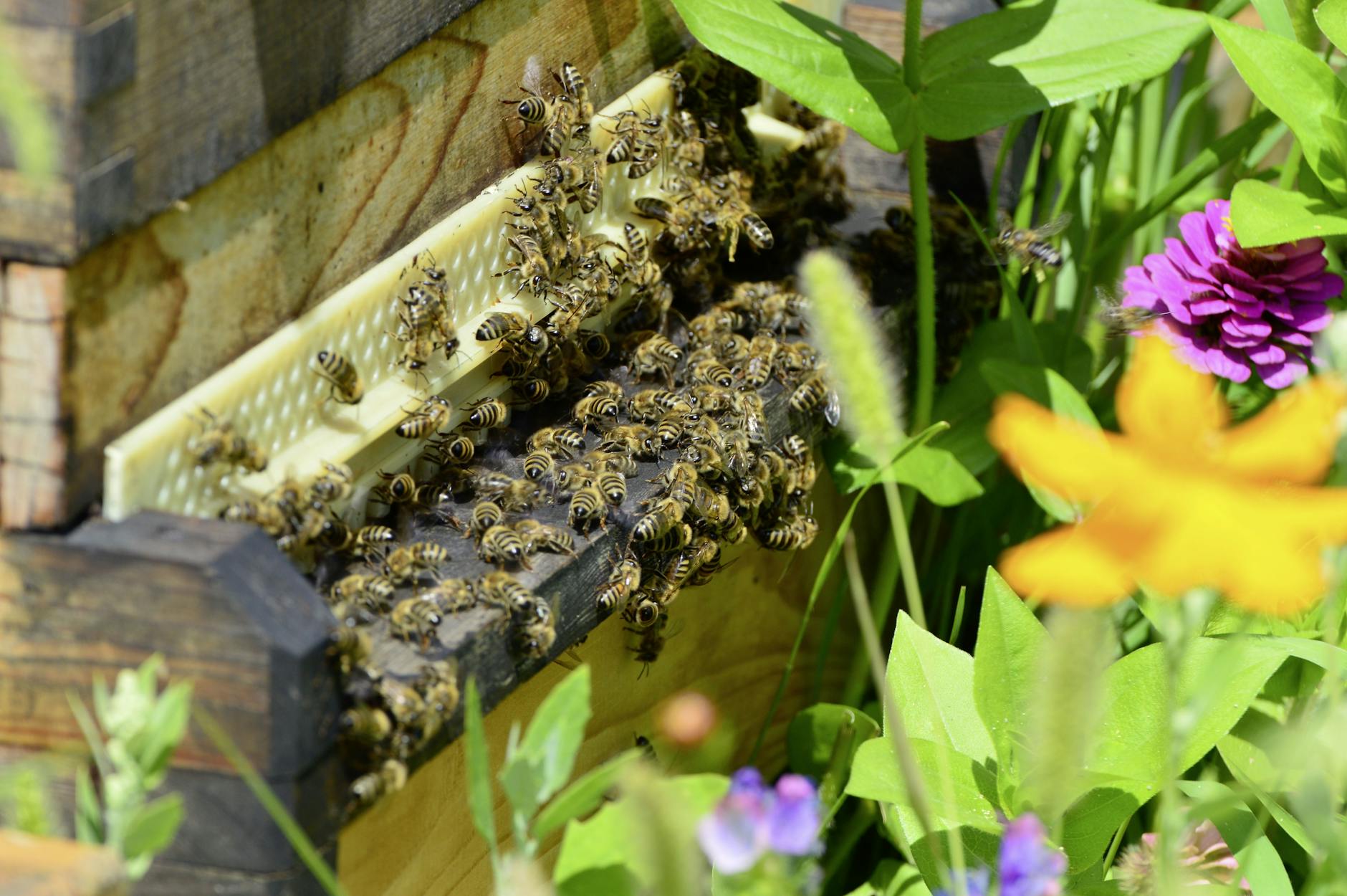 selective focus photo of honey bees