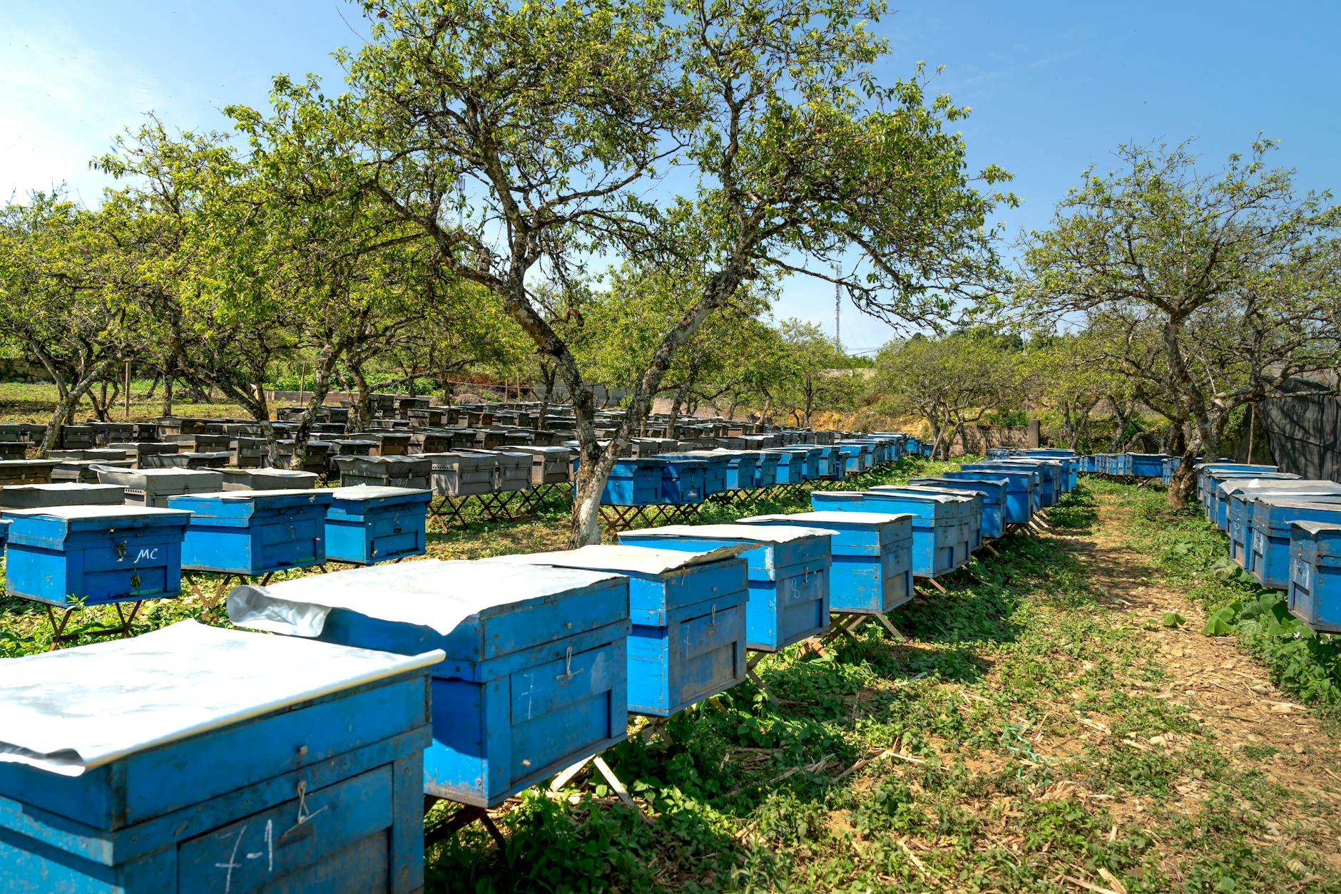 wooden beehives among trees