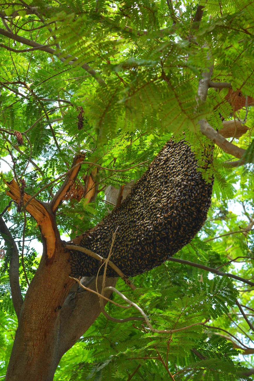 large bee swarm on tree in sunlit forest